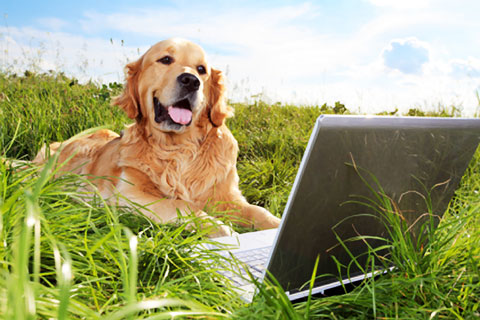 dog-online-computer.jpg